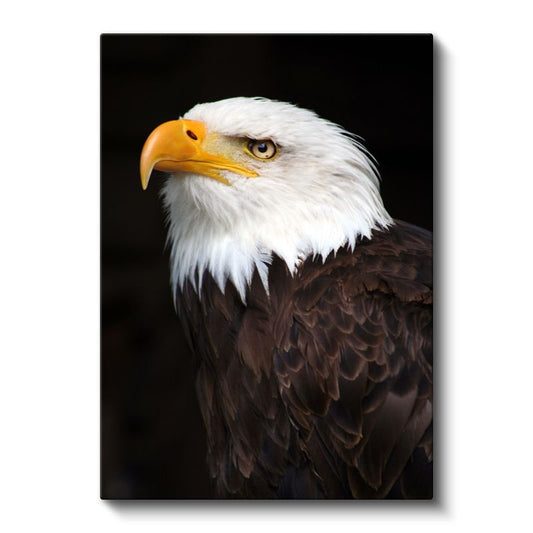 Kartal Profili - Keskin Bakışlı Avcı Kuş Kanvas Tablo