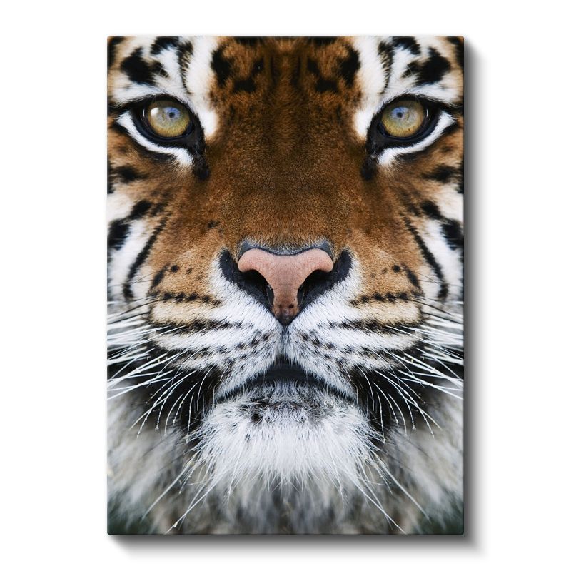 Kaplan Yüzü - Hipnotik Bakışlı Yırtıcı Kanvas Tablo