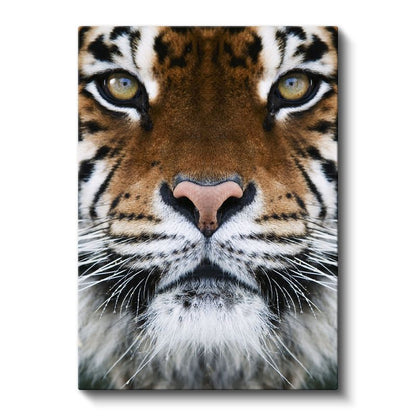 Kaplan Yüzü - Hipnotik Bakışlı Yırtıcı Kanvas Tablo