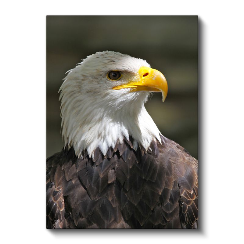 Kel Kartal - Asil Profilli Özgürlük Simgesi Kanvas Tablo