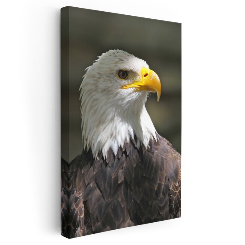 Kel Kartal - Asil Profilli Özgürlük Simgesi Kanvas Tablo