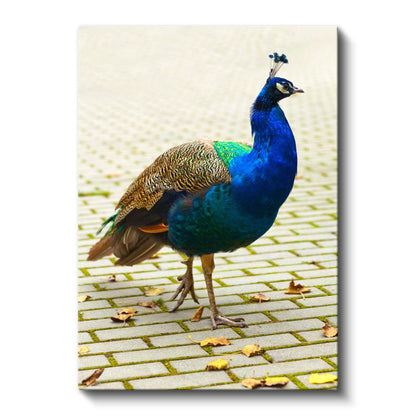 Mavi Tavus Kuşu - İhtişamlı Tüylü Güzellik Kanvas Tablo