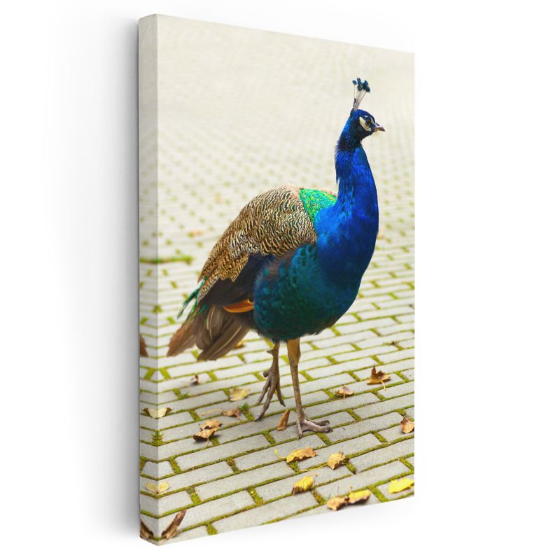Mavi Tavus Kuşu - İhtişamlı Tüylü Güzellik Kanvas Tablo