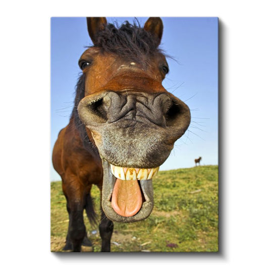 Gülen At - Neşeli İfadeli Komik Portre Kanvas Tablo