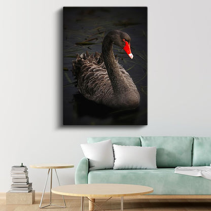 Siyah Kuğu - Zarif Duruşlu Nadir Güzellik Kanvas Tablo