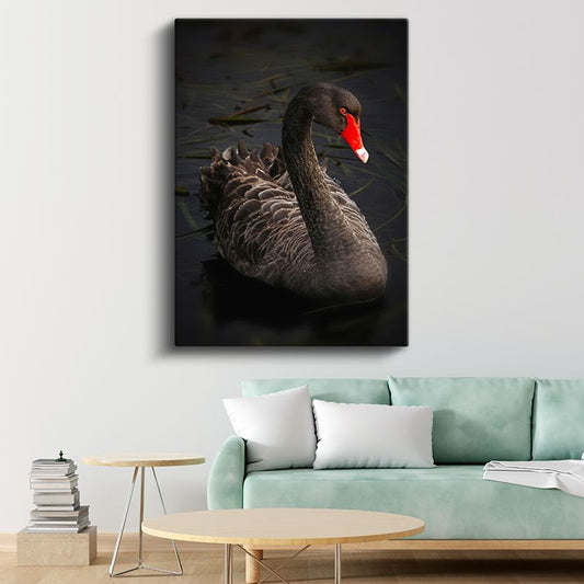 Siyah Kuğu - Zarif Duruşlu Nadir Güzellik Kanvas Tablo