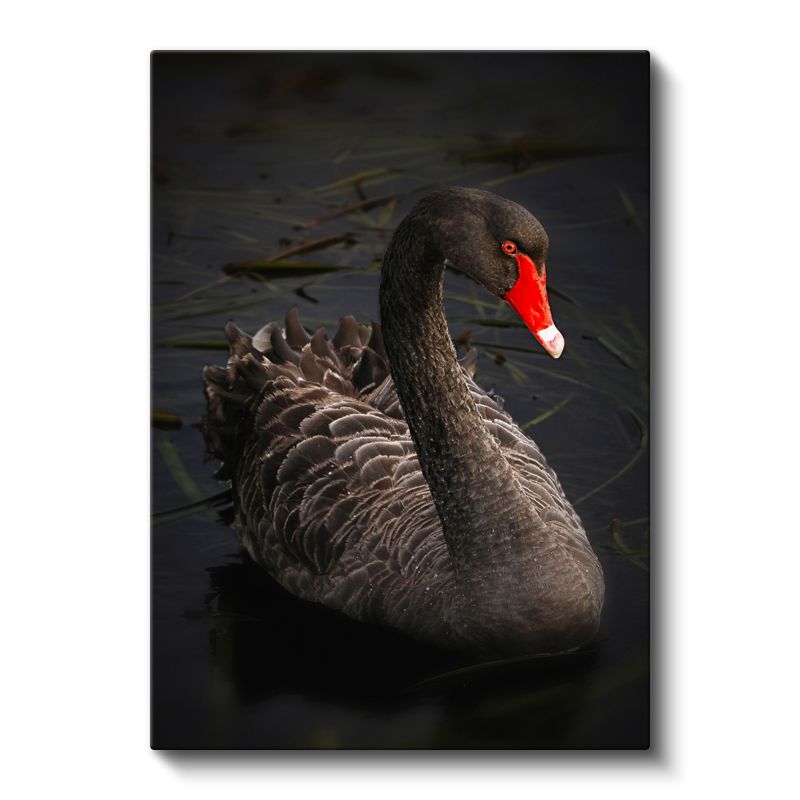 Siyah Kuğu - Zarif Duruşlu Nadir Güzellik Kanvas Tablo