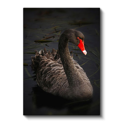 Siyah Kuğu - Zarif Duruşlu Nadir Güzellik Kanvas Tablo