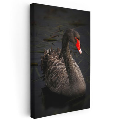 Siyah Kuğu - Zarif Duruşlu Nadir Güzellik Kanvas Tablo