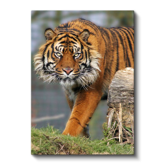 Kaplan Portresi - Keskin Bakışlı Orman Kralı Kanvas Tablo