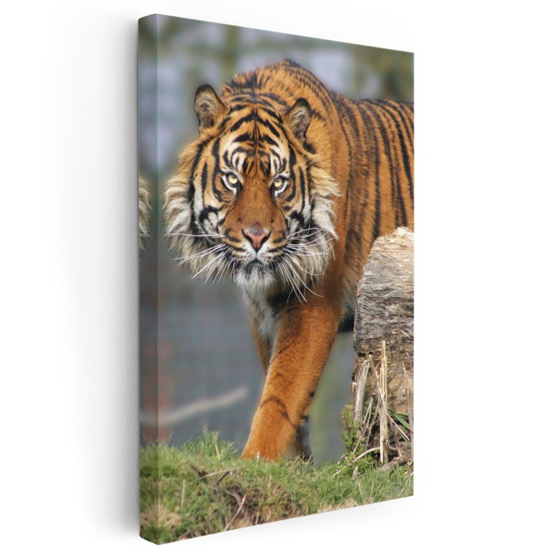 Kaplan Portresi - Keskin Bakışlı Orman Kralı Kanvas Tablo