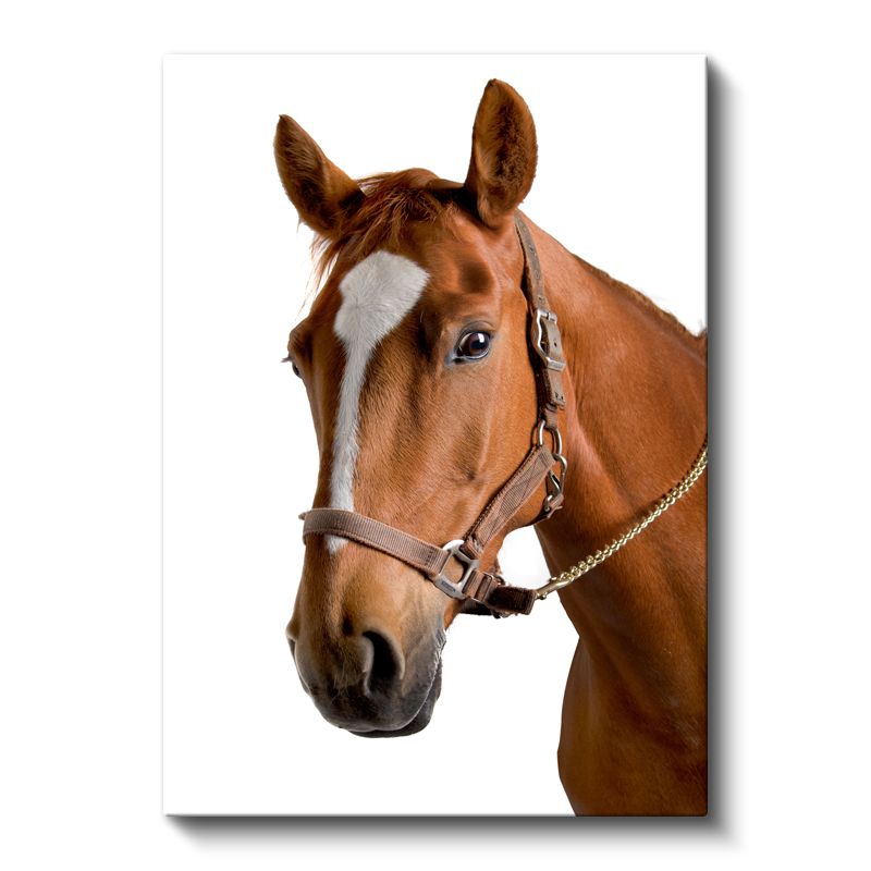 Kahverengi At - Soylu Duruşlu Safkan Portre Kanvas Tablo