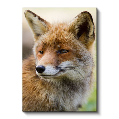Kızıl Tilki - Keskin Bakışlı Orman Avcısı Kanvas Tablo