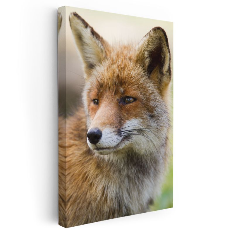 Kızıl Tilki - Keskin Bakışlı Orman Avcısı Kanvas Tablo