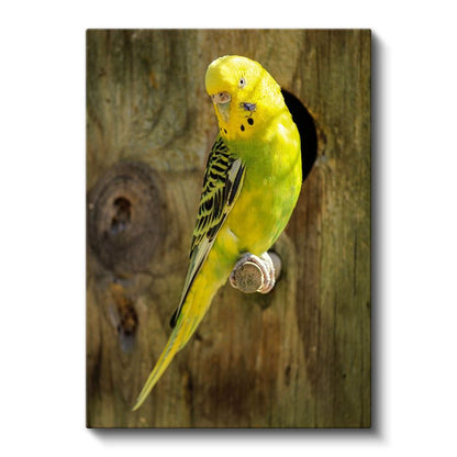 Sarı Muhabbet Kuşu - Sevimli Bakışlı Minik Dost Kanvas Tablo