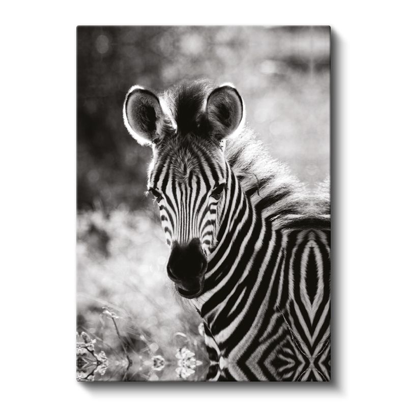 Zebra Portresi - Çizgili Desenli Afrika Güzeli Kanvas Tablo