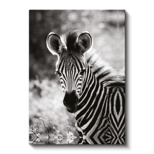 Zebra Portresi - Çizgili Desenli Afrika Güzeli Kanvas Tablo