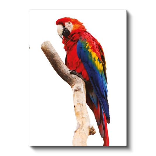 Kırmızı Ara Papağanı - Renkli Tüylü Tropikal Kuş Kanvas Tablo