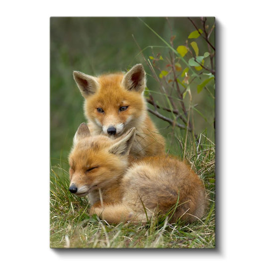 Tilki Ailesi - Şefkatli Anne Yavru Portresi Kanvas Tablo
