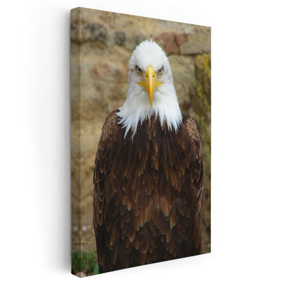 Kartal Portresi - Heybetli Bakışlarıyla Amerikan Kartalı Kanvas Tablo