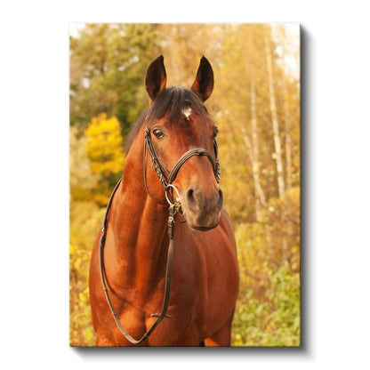 Asil At - Sonbahar Manzarasında Kahverengi Safkan Kanvas Tablo