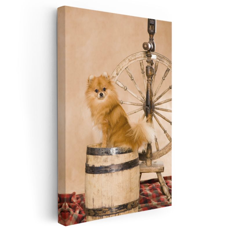 Pomeranian Köpek - Ahşap Fıçı Üzerinde Sevimli Tüylü Dost Kanvas Tablo