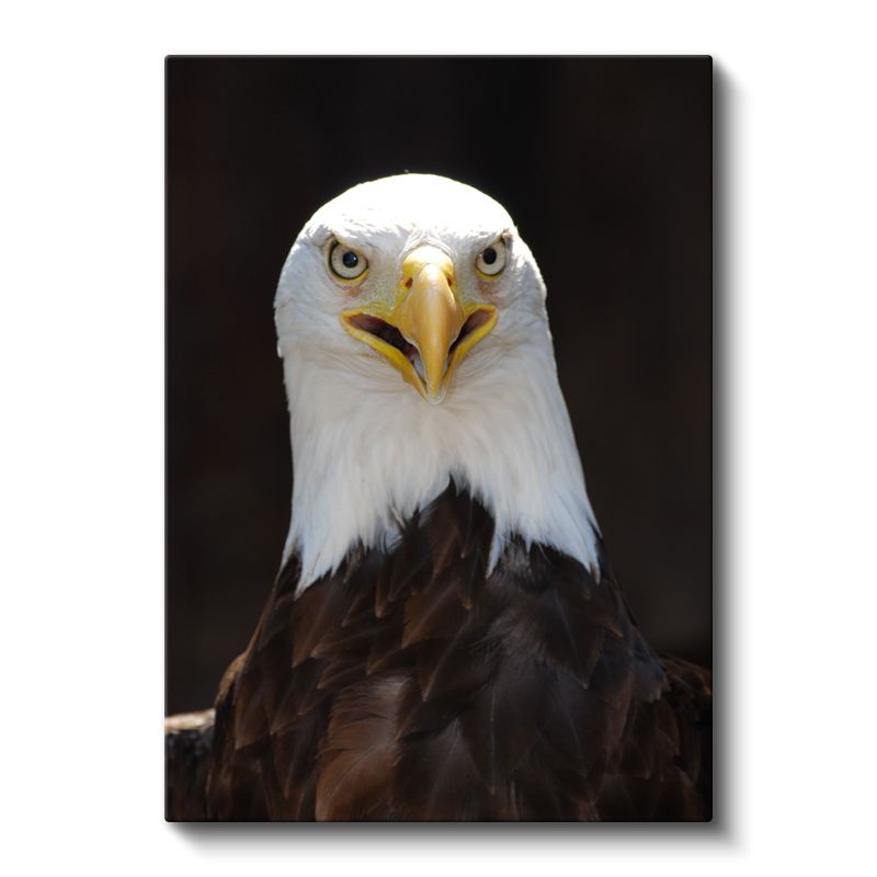 Kartal Bakışı - Keskin Gözleriyle Yırtıcı Amerikan Kartalı Kanvas Tablo