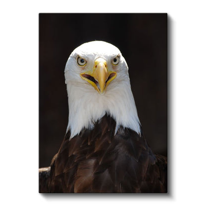 Kartal Bakışı - Keskin Gözleriyle Yırtıcı Amerikan Kartalı Kanvas Tablo