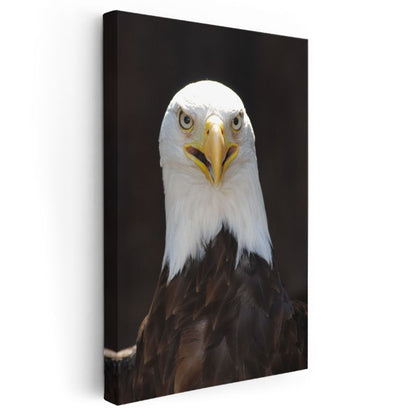 Kartal Bakışı - Keskin Gözleriyle Yırtıcı Amerikan Kartalı Kanvas Tablo