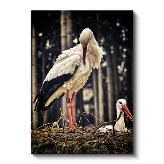 Leylek Ailesi - Yuvada Duran Zarif Leylekler Kanvas Tablo