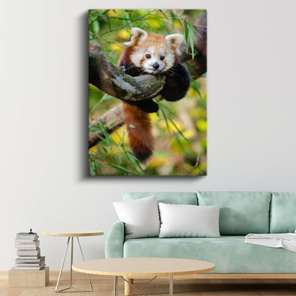 Kızıl Panda - Ağaç Dalında Meraklı Bakışlar Kanvas Tablo