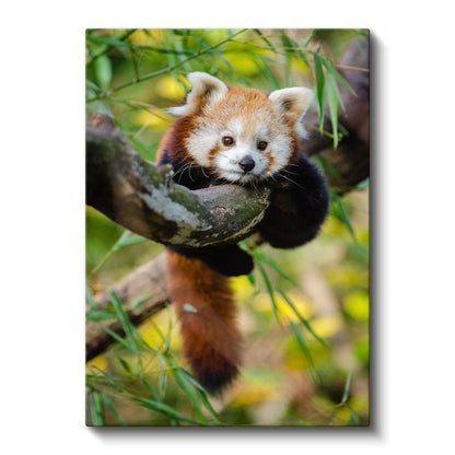 Kızıl Panda - Ağaç Dalında Meraklı Bakışlar Kanvas Tablo