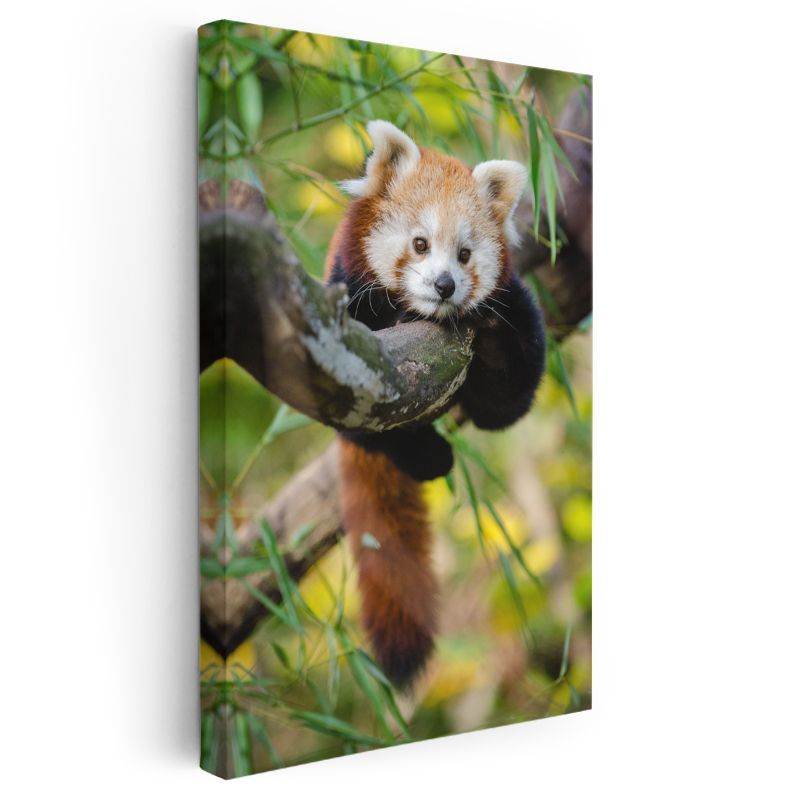 Kızıl Panda - Ağaç Dalında Meraklı Bakışlar Kanvas Tablo
