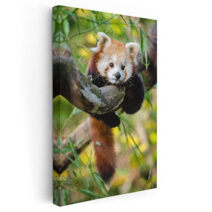 Kızıl Panda - Ağaç Dalında Meraklı Bakışlar Kanvas Tablo
