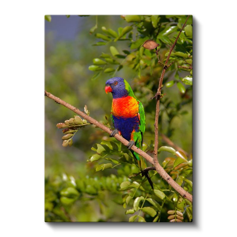 Renkli Papağan - Canlı Tüyleriyle Tropikal Güzellik Kanvas Tablo