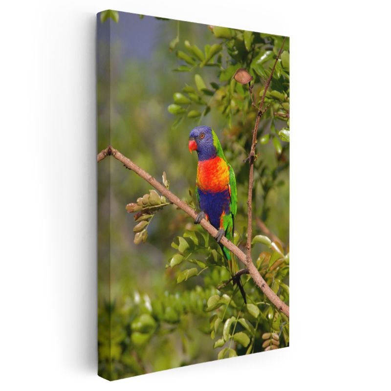 Renkli Papağan - Canlı Tüyleriyle Tropikal Güzellik Kanvas Tablo