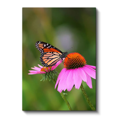 Kral Kelebeği - Pembe Çiçek Üzerinde Turuncu Kanatlar Kanvas Tablo