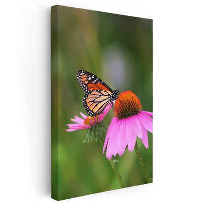 Kral Kelebeği - Pembe Çiçek Üzerinde Turuncu Kanatlar Kanvas Tablo
