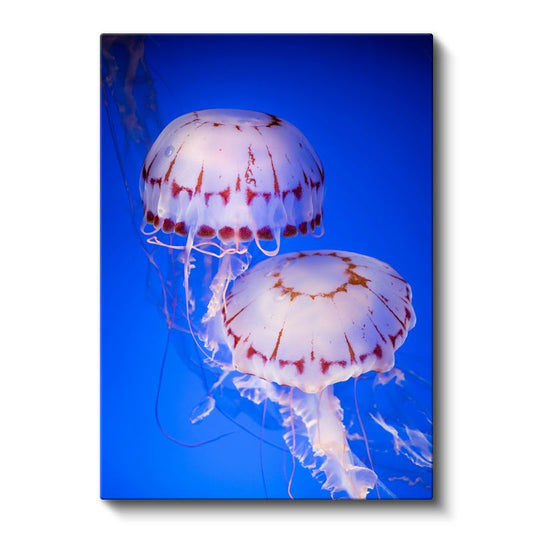 Denizanaları - Derin Mavide Dans Eden İkili Kanvas Tablo