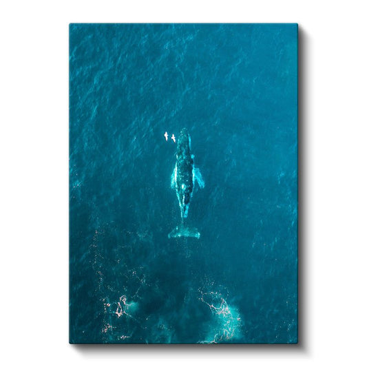Okyanus Balinası - Mavi Derinliklerde Yüzen Devasa Memeli Kanvas Tablo
