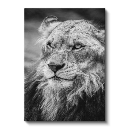 Aslan Bakışı - Siyah Beyaz Yeleli Kral Portresi Kanvas Tablo