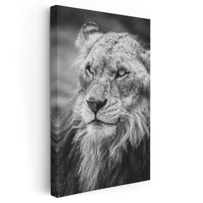 Aslan Bakışı - Siyah Beyaz Yeleli Kral Portresi Kanvas Tablo