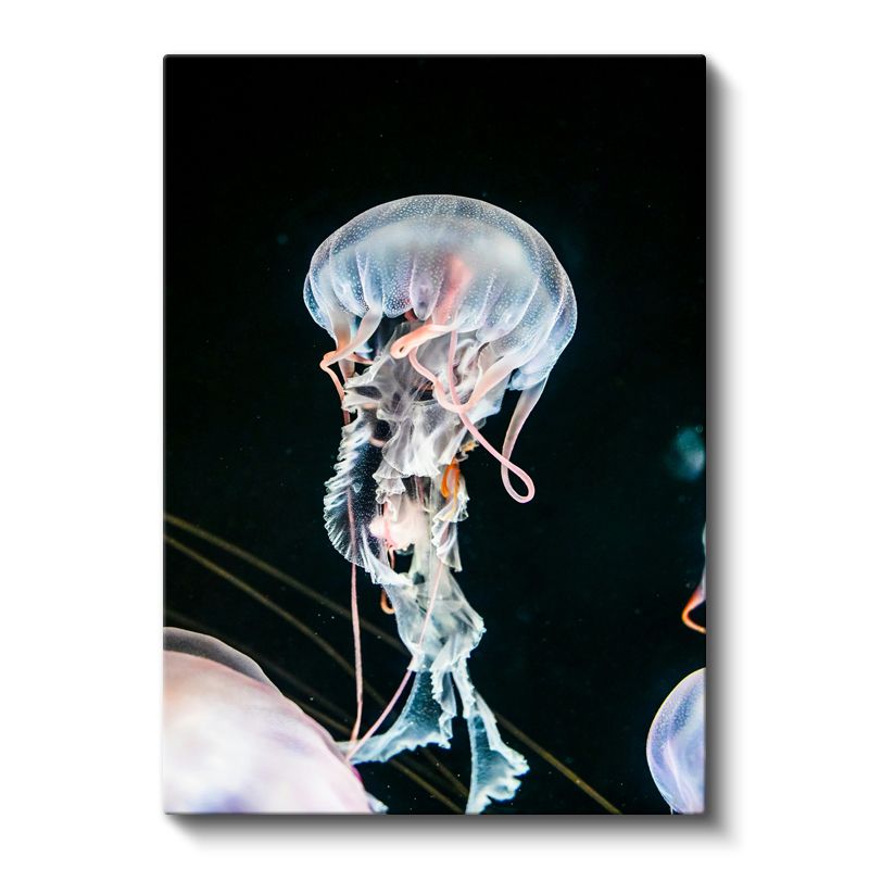 Şeffaf Denizanası - Derin Sularda Dans Eden Narin Canlı Kanvas Tablo