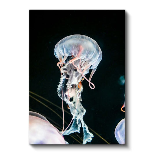 Şeffaf Denizanası - Derin Sularda Dans Eden Narin Canlı Kanvas Tablo