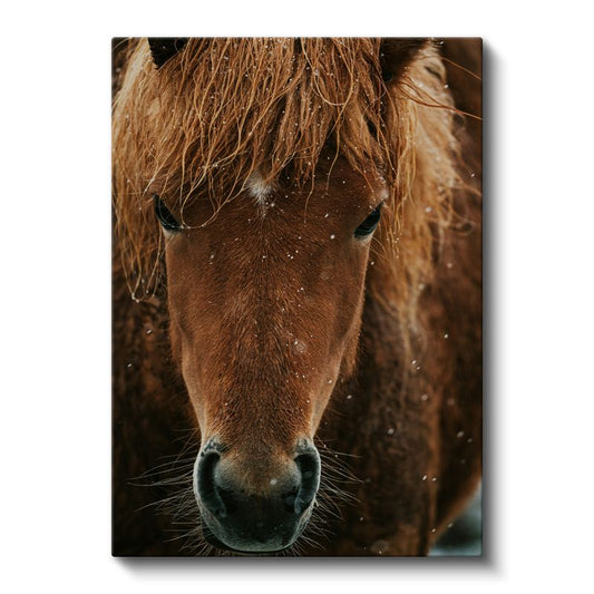 At Portresi - Kahverengi Yeleli Yakın Çekim Kanvas Tablo