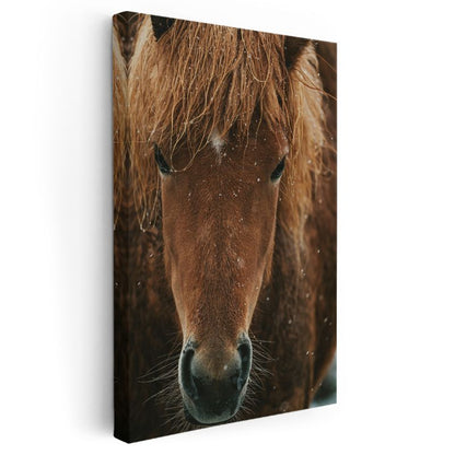 At Portresi - Kahverengi Yeleli Yakın Çekim Kanvas Tablo