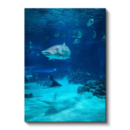 Köpekbalığı - Derin Mavi Sularda Yüzen Yırtıcı Kanvas Tablo