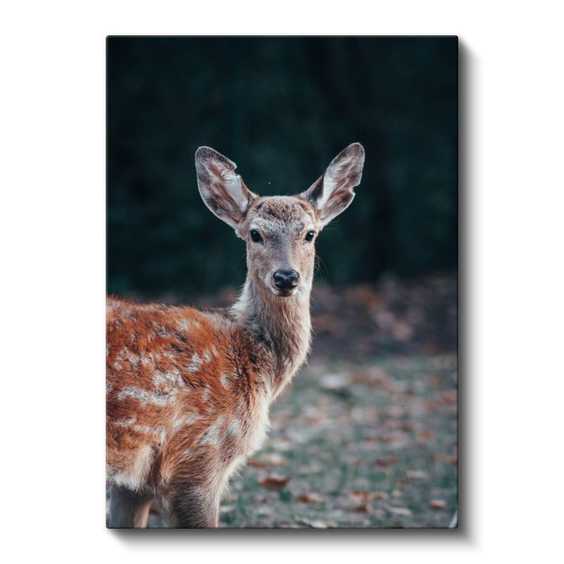 Orman Geyiği - Benekli Tüyleriyle Zarif Duruş Kanvas Tablo