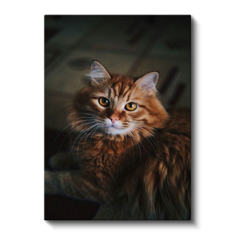 Kahverengi Kedi - Uzun Tüylü Bakışları Etkileyen Kanvas Tablo