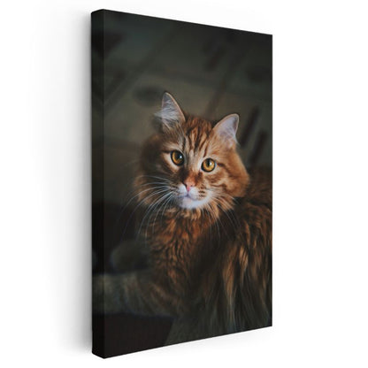 Kahverengi Kedi - Uzun Tüylü Bakışları Etkileyen Kanvas Tablo